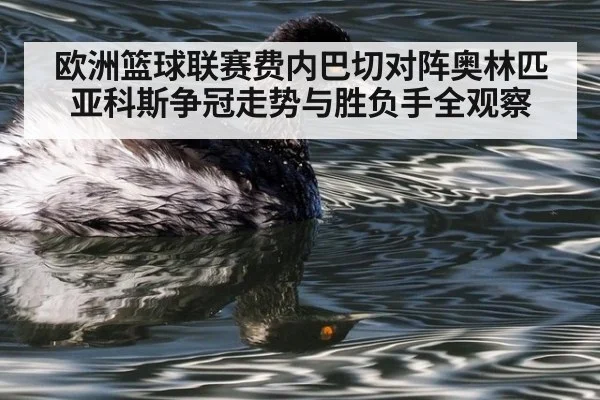 欧洲篮球联赛费内巴切对阵奥林匹亚科斯争冠走势与胜负手全观察